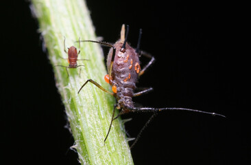 uroleucon mszyca