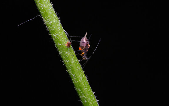 uroleucon mszyca 2