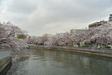 桜並木