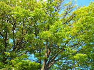 4月の若葉の欅と青空