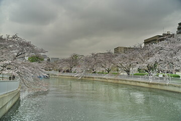 桜並木