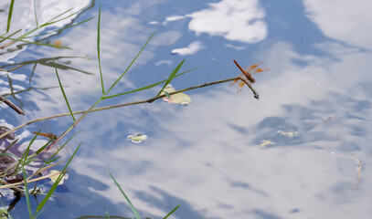 Different ways of life of dragonflies in nature