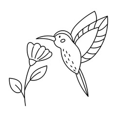 Hand drawn Hummingbird with tropical flower. Outline doodle bird. Line art. Coloring page. Black and white vector illustration.