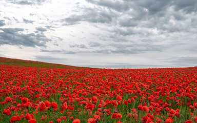 Beautiful field of red poppies in the sunset light.