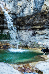 Turquoise transparent water hidden falls with the wet dog on the foreground at french Pontaix...