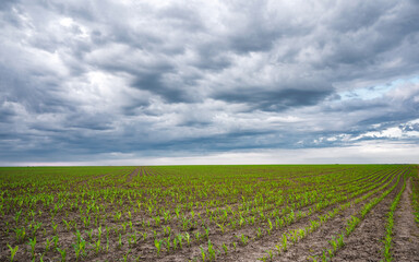 Fototapeta na wymiar Rows of young corn shoots on a cornfield