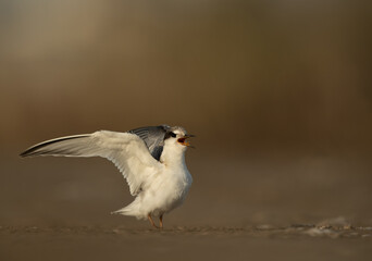 Fototapeta premium A juvenile Little Tern calling for food at Asker marsh, Bahrain