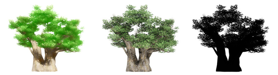 Set or collection of Baobab trees, painted, natural and as a black silhouette on white background. Concept or conceptual 3d illustration for nature, ecology and conservation, strength