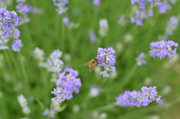 Close-up of a honey bee on top of a garden lavender inflorescence, selective focus.