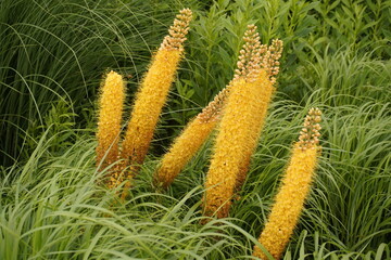 Eremurus stenophyllus, the narrow-leaved foxtail lily, is a species of flowering plant in the family Asphodelaceae, native to central Asia. Location: Ingolstadt, Bavaria – Germany
