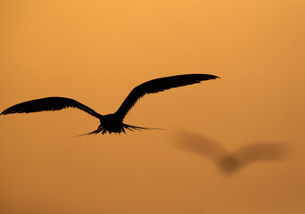 Silhouette of White-cheeked Tern fishing at Tubli bay, Bahrain