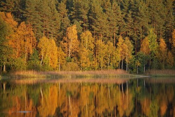 autumn in the forest