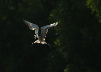 White-cheeked Tern hovering to fish at Tubli bay, Bahrain