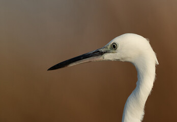 Portrait of a Little Egret at Asker marsh, Bahrain