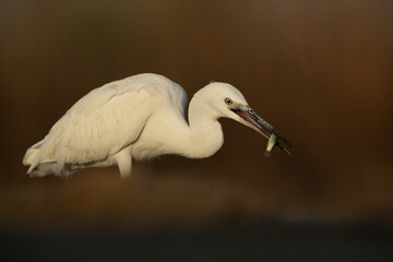 Little Egret with a fish catch at Asker marsh, Bahrain