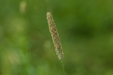 Green meadow grass with seeds on a green blurred background. Plant. Natural concept, copy space. Macro.