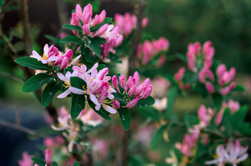honeysuckle in spring in the garden 