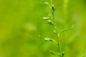 Green grass with leaves on a green blurred background. Plant. Natural concept, copy space. Macro.