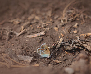 A brown and blue butterfly sits on the ground. Moth, insect. Wildlife. Selective focus.