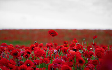 Beautiful field of red poppies in the sunset light.