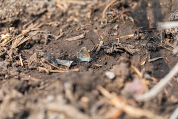 A brown and blue butterfly sits on the ground. Moth, insect. Wildlife. Selective focus.