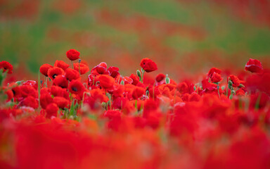 Beautiful field of red poppies in the sunset light.