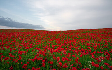 Beautiful field of red poppies in the sunset light.