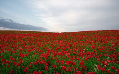 Obraz premium Beautiful field of red poppies in the sunset light.