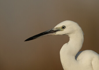 Portrait of a Little Egret at Asker marsh, Bahrain