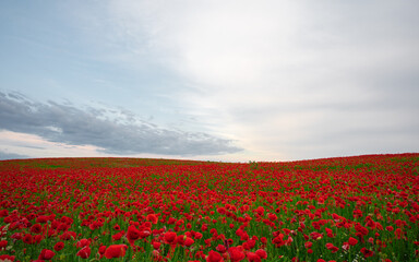 Beautiful field of red poppies in the sunset light.