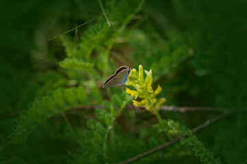 Blue moth on a yellow flower on a green background. Butterfly. Insect. Summer concept. Selective focus. Macro.
