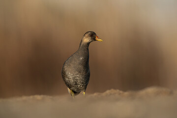 Common Moorhen at Asker marsh, Bahrain