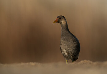 Closeup of a  Moorhen at Asker marsh, Bahrain