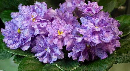 home plants, violets, blue, close-up. Flower trade, private business, losses, loss of customers, the transition to contactless delivery. Growing violets at home, gardening