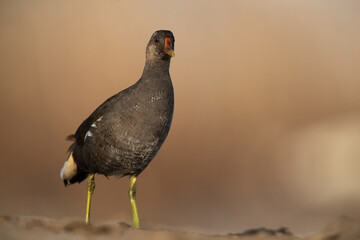 Common Moorhen at Asker marsh, Bahrain