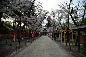 上田城の桜