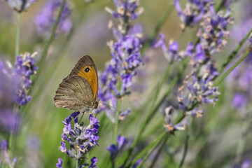 Meadow brown (maniola jurtina) butterfly perched on lavender in Zurich, Switzerland