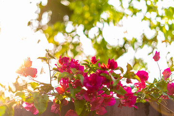 Trees and flowers in Miami, Florida