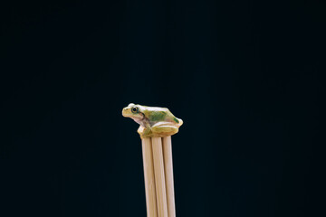frog on a branch