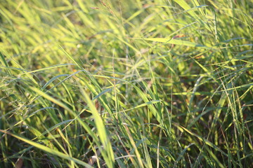 Background of green meadow grass against the backdrop of the setting sun
