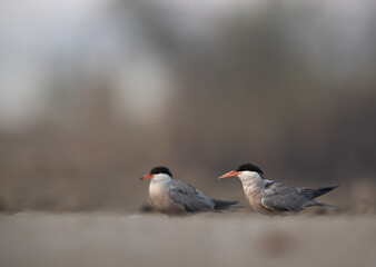 White-cheeked Terns at Asker marsh, Bahrain