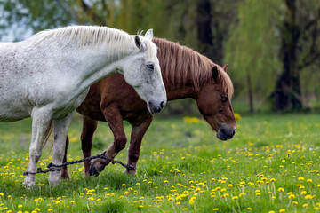 Obraz na płótnie Canvas White and brown horses graze in the meadow