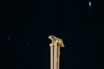 frog on a branch