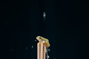 frog on a black background