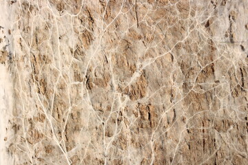 Dried white mold on brown old wood