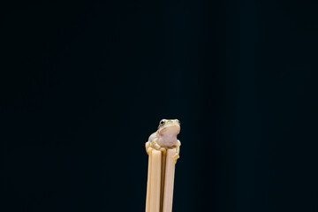 frog on a black background