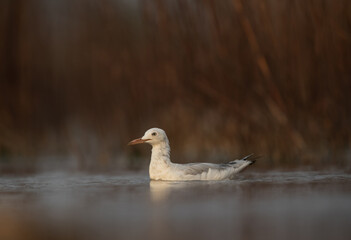 Sender-billed gull at Asker marsh, Bahrain