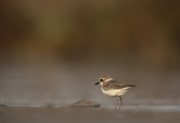 Kentish Plover at Asker Marsh, Bahrain