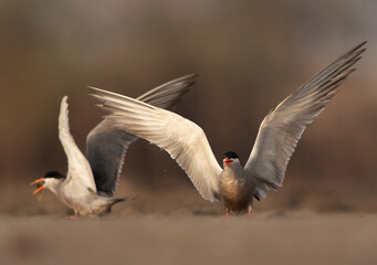 White-cheeked Terns at Asker marsh, Bahrain