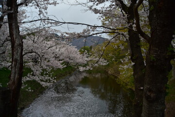 上田城の桜